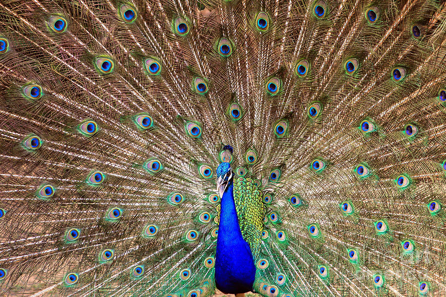 Blues Photograph - Proud Peacock by Geraldine DeBoer