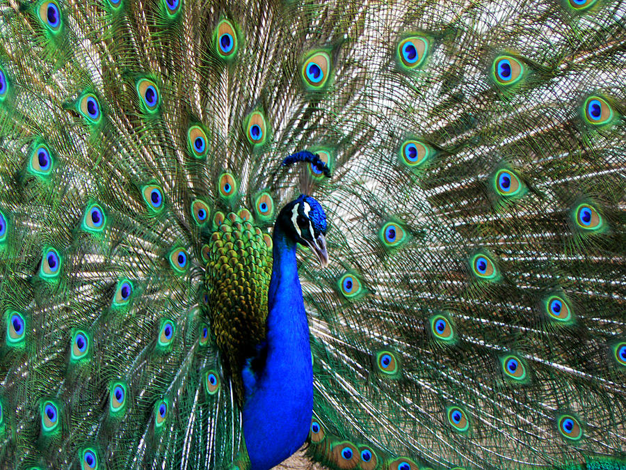 Proud Peacock Photograph by Laurel Powell