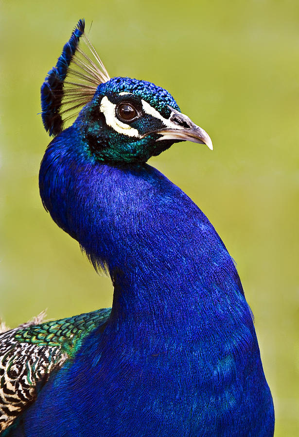Proud Peacock Photograph By Marcia Colelli Fine Art America