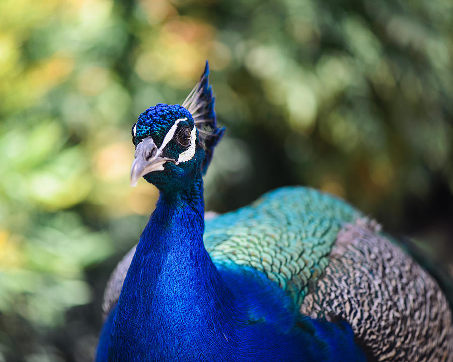 Peacock Photograph - Proud Peacock by Nastasia Cook