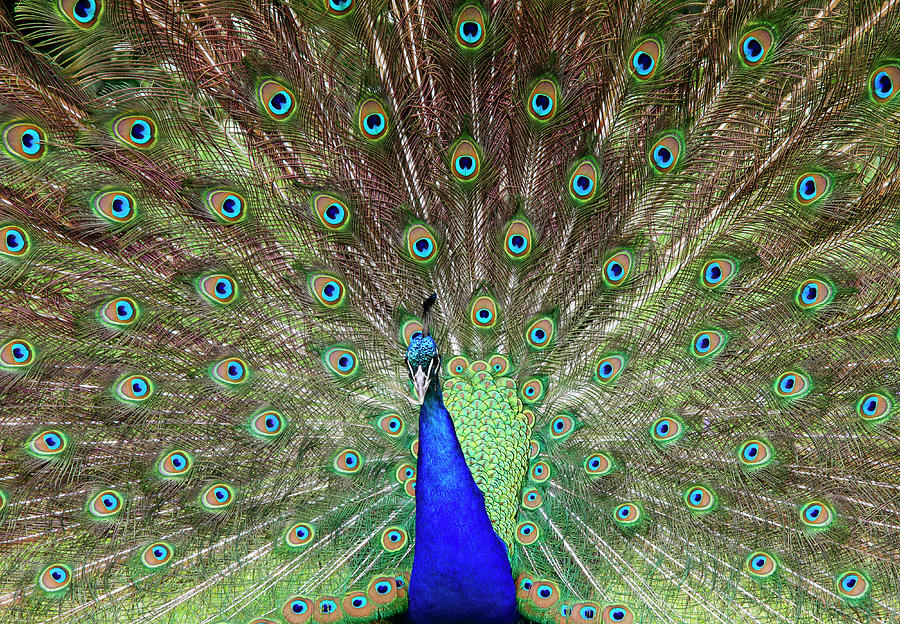 Proud Peacock Stands With Feathers Photograph by Tom And Steve