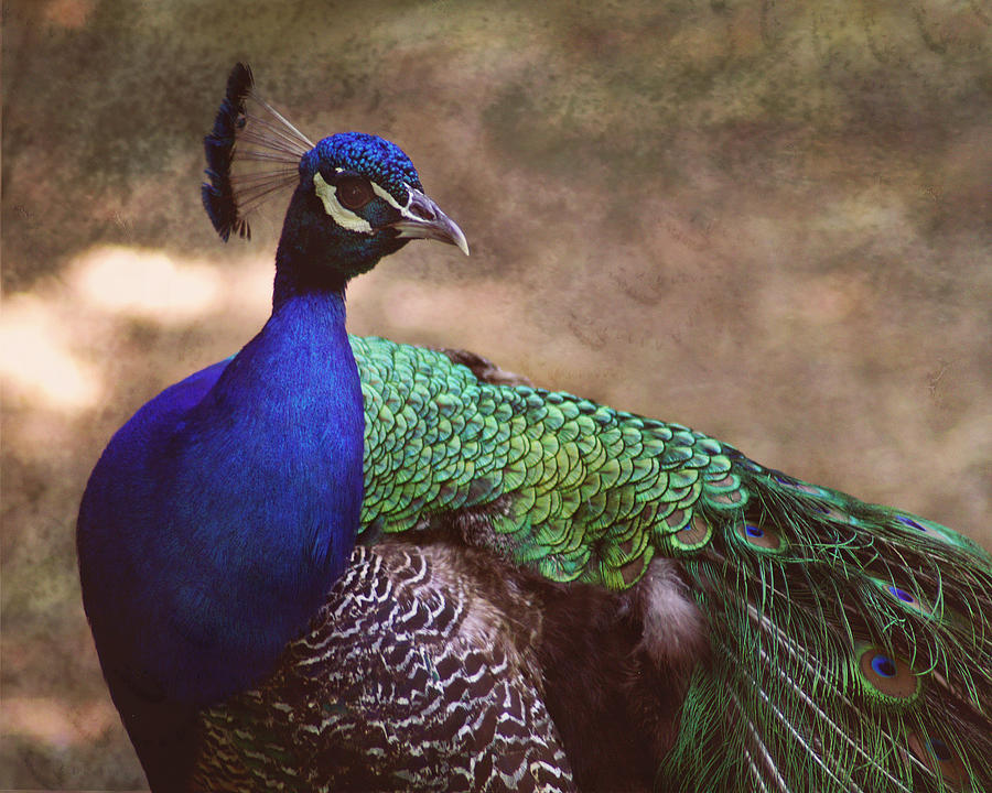 Proud Peacock Photograph by TnBackroadsPhotos