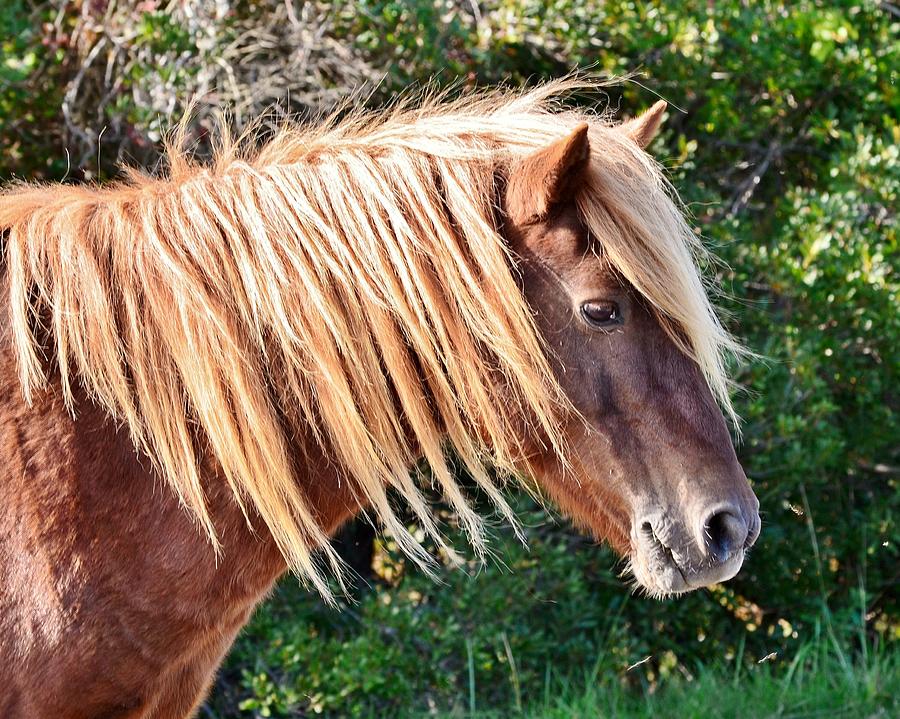 Horse Photograph - Proud Pony - WIld Ponies of Assateague by Kim Bemis
