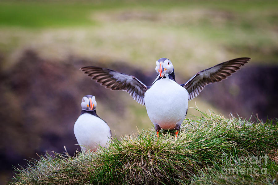 Puffin Photograph - Proud Puffin by Silken Photography