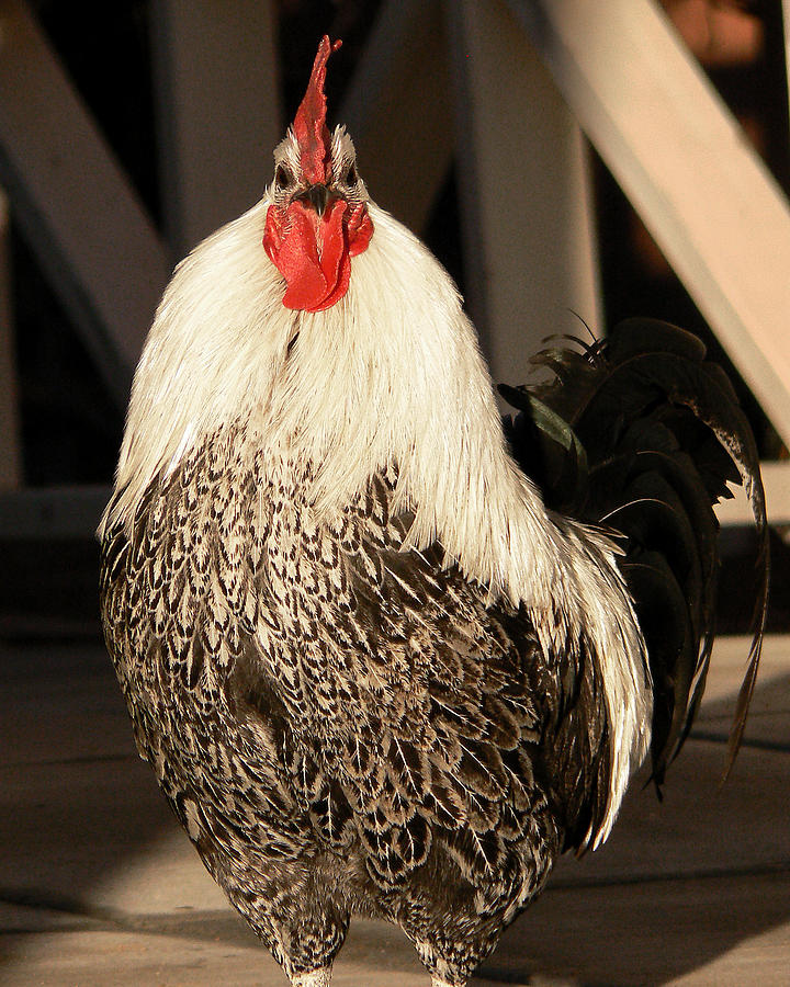 Proud Rooster Photograph