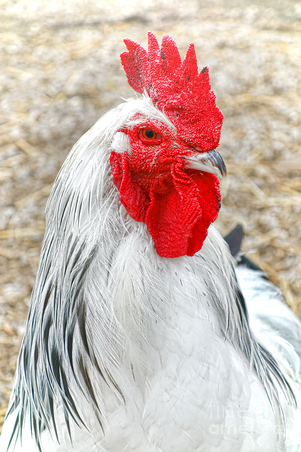 Proud Rooster Photograph by Olivier Le Queinec