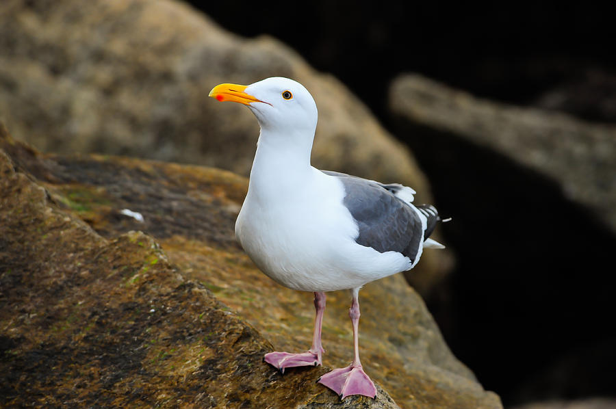 Bird Photograph - Proud Seagull by Don and Bonnie Fink