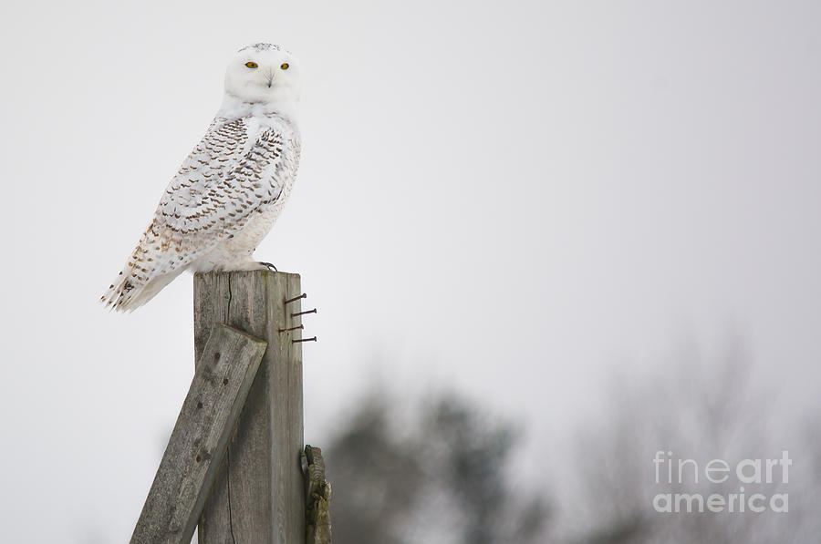 Proud Snowy Owl Photograph by Cheryl Baxter