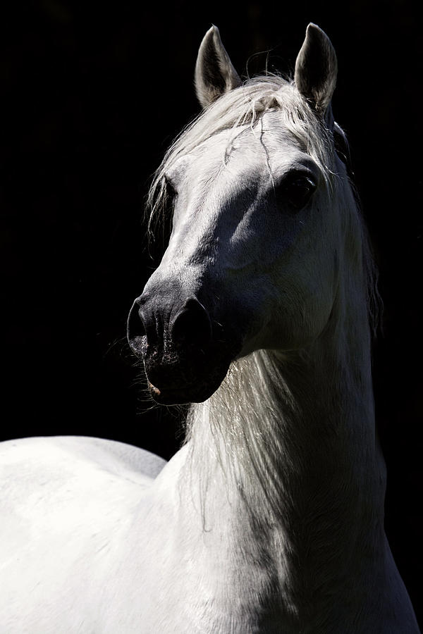 Horse Photograph - Proud Stallion by Wes and Dotty Weber