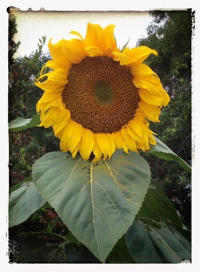 Proud Sunflower Digital Art by Cindy Collier Harris