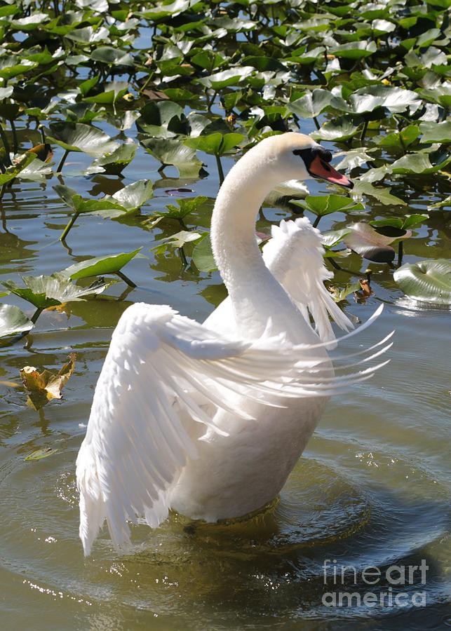 Swan Photograph - Proud Swan by Carol Groenen