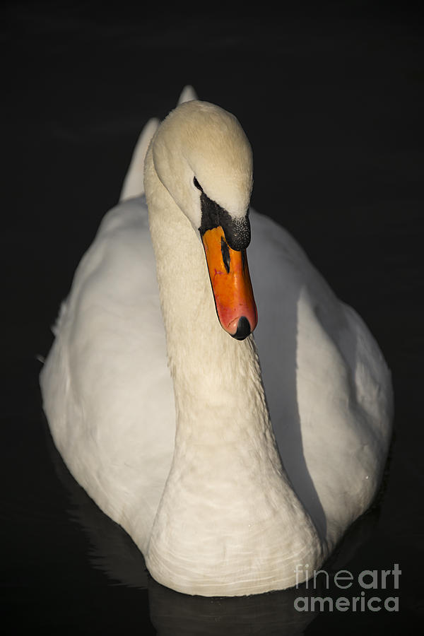Bird Photograph - Proud Swan by Svetlana Sewell