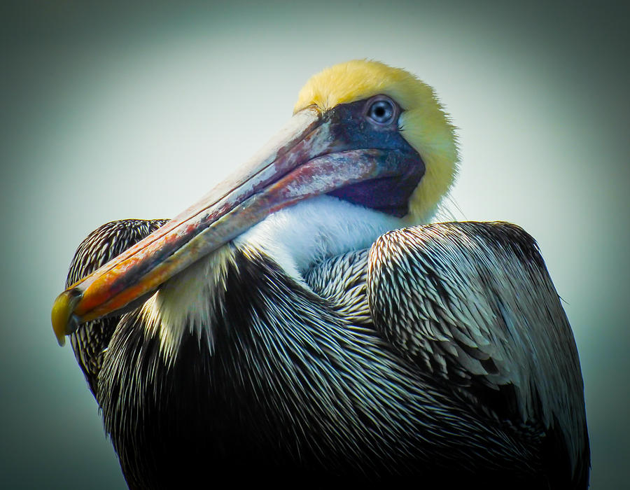 Pelican Photograph - PROUD to be a PELICAN by Karen Wiles