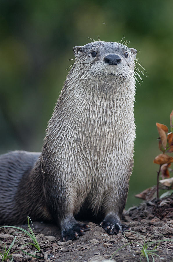 Proud to be an Otter Photograph by Greg Nyquist