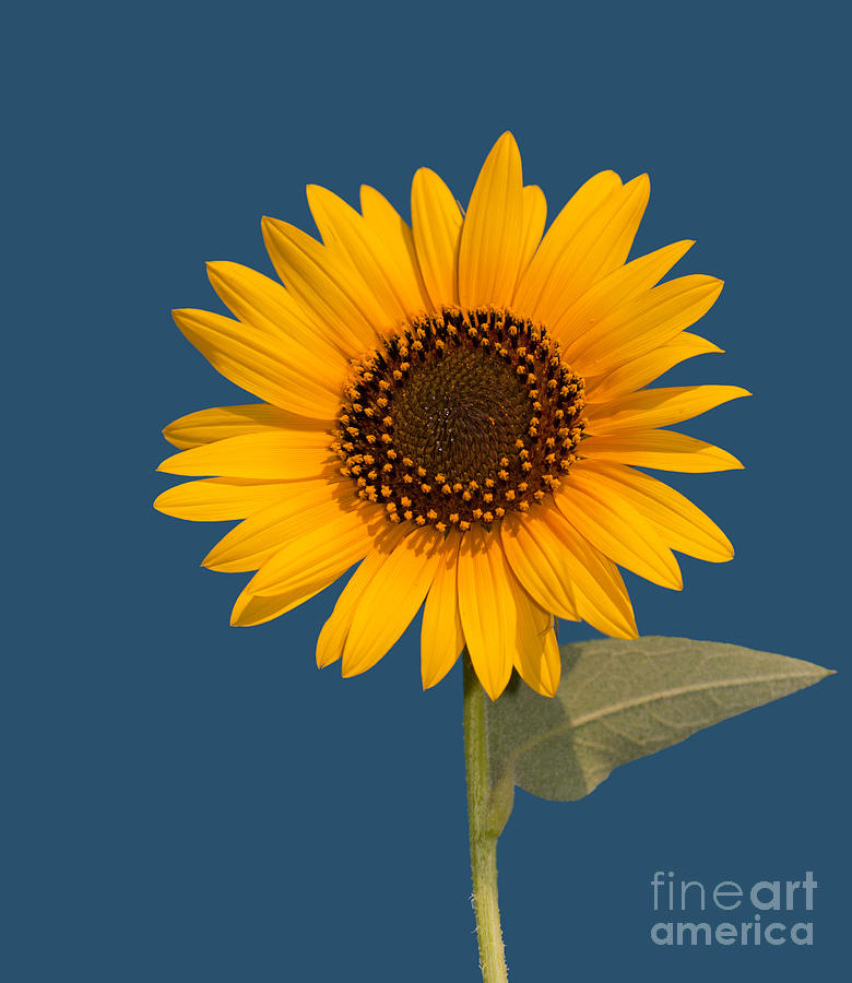 Proud Wild Sunflower Photograph by Sari ONeal
