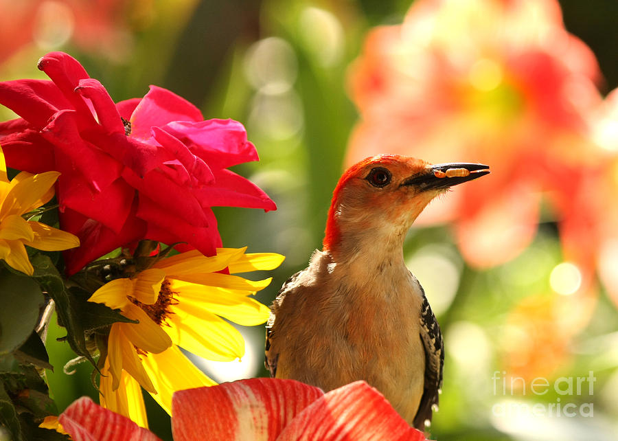 Red Belly Woodpecker in Garden Photograph by Luana K Perez