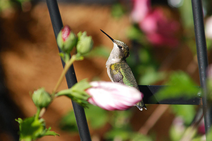 Proudful Little Hummingbird Photograph by Janice Adomeit