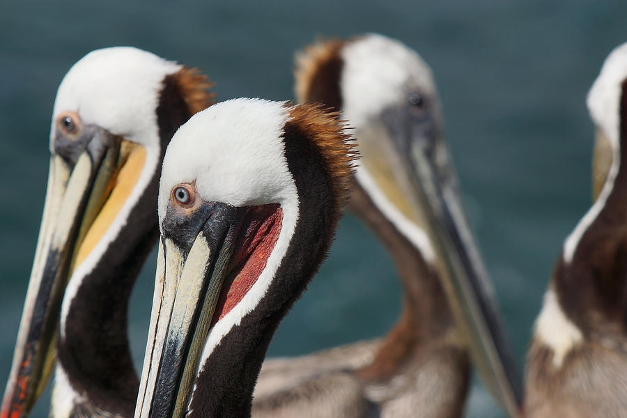 Proudly Pelican Photograph by Leda Robertson