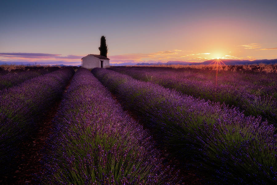 Flower Photograph - Provence Lavender by Donald Luo