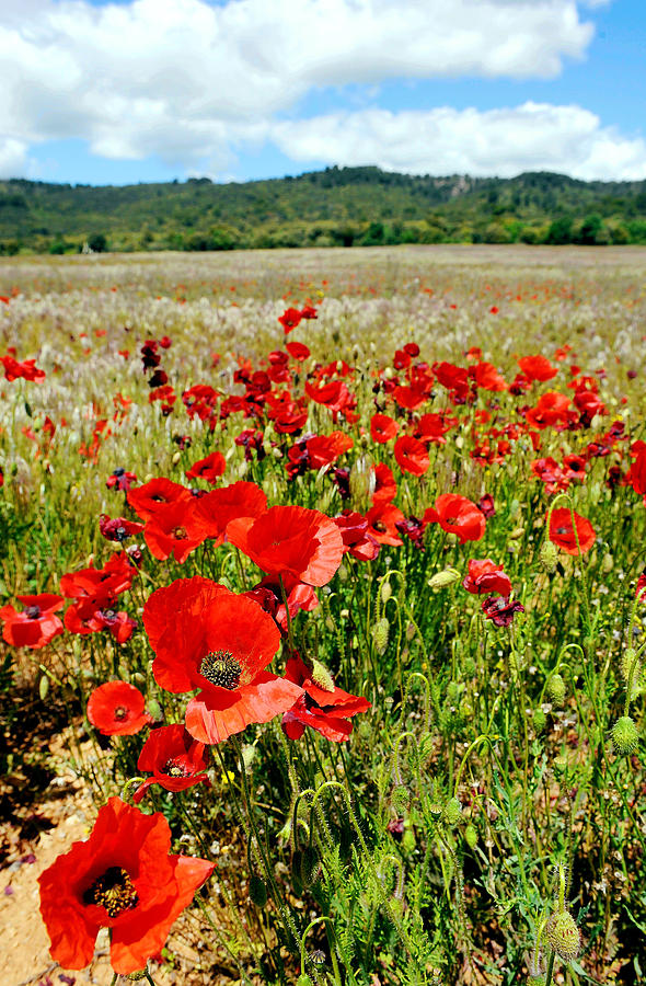 Provence poppies Photograph by Stephen Richards - Pixels