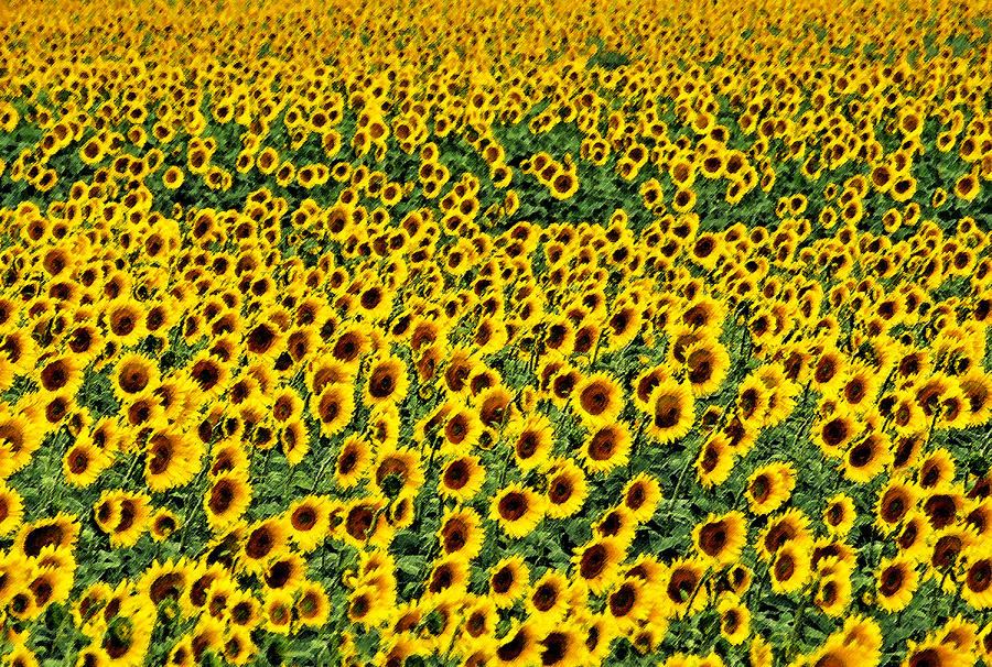 Provence sunflowers Photograph by Dennis Cox
