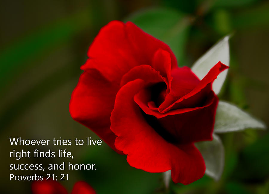 Rose Photograph - Proverbs 21- 21 by Dave Bosse
