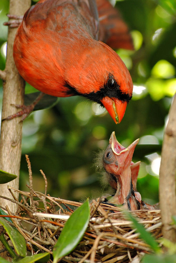 Cardinal Photograph - Provider by Kelly Nowak