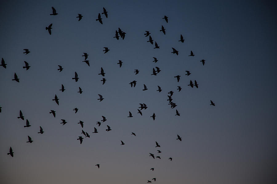 Provincetown Pigeons Photograph by Allan Morrison
