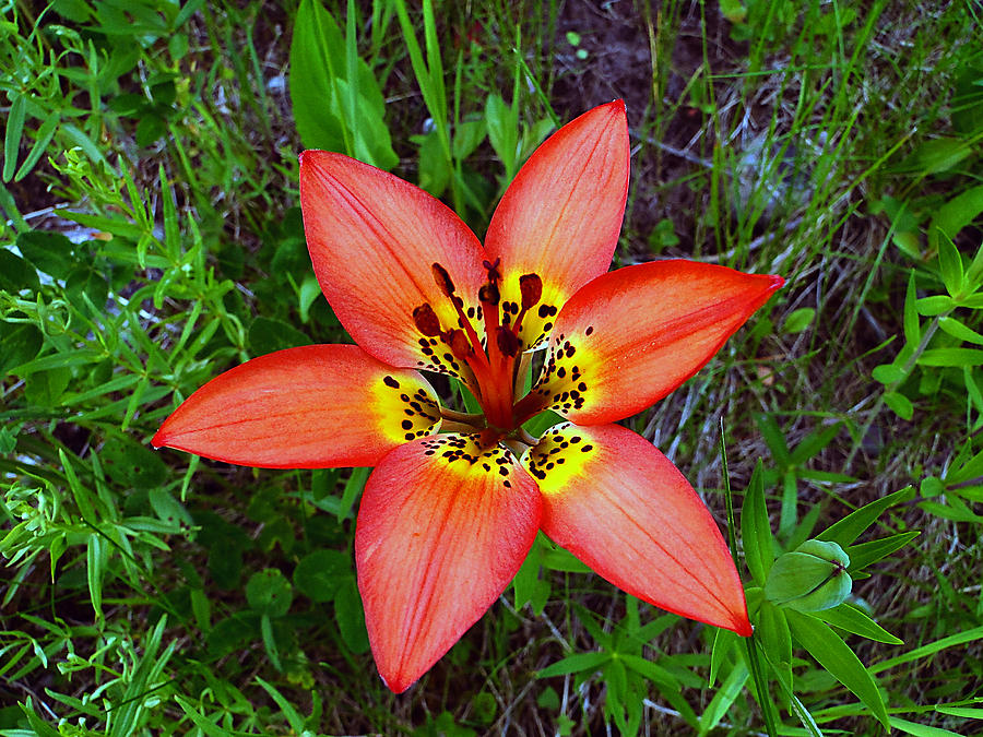 Prairie Lily - Lilium philadelphicum Photograph by Blair Wainman