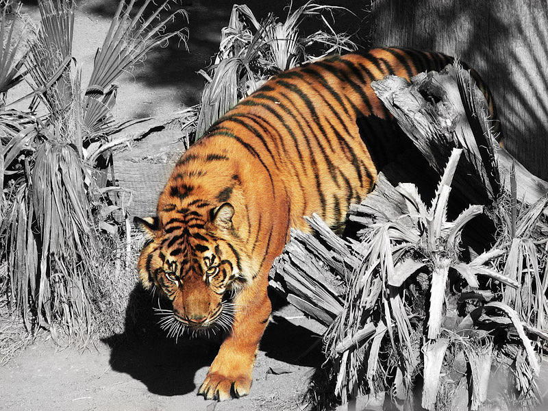 Tiger Photograph - Prowler by Ryan Redlin