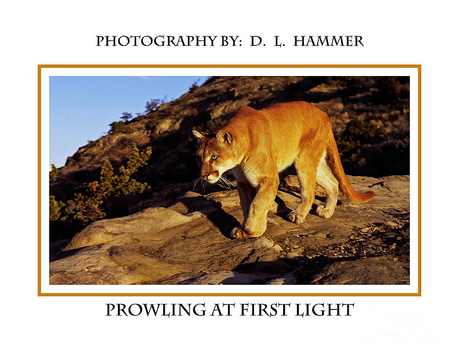 Prowling at First Light Photograph by Dennis Hammer