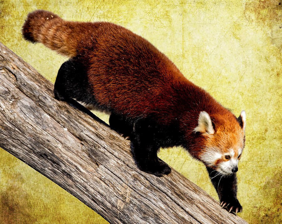 Prowling Red Panda Photograph by Bill and Linda Tiepelman