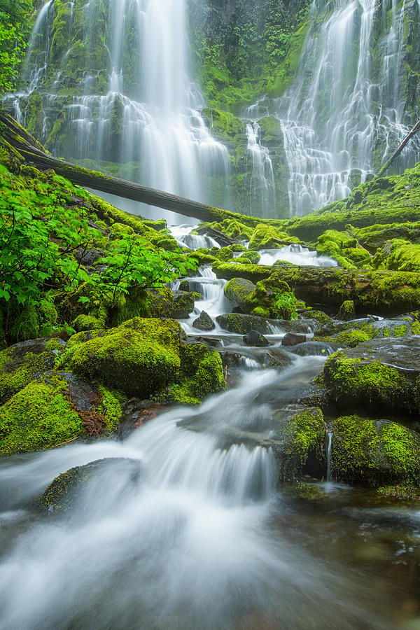 Proxy Falls Photograph by Patricia Davidson