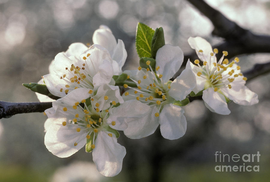 Prune Blossom Photograph by Ron Sanford