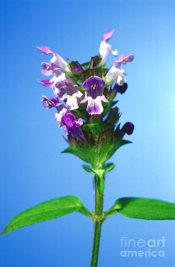 Flower Photograph - Prunella by Carl Perkins