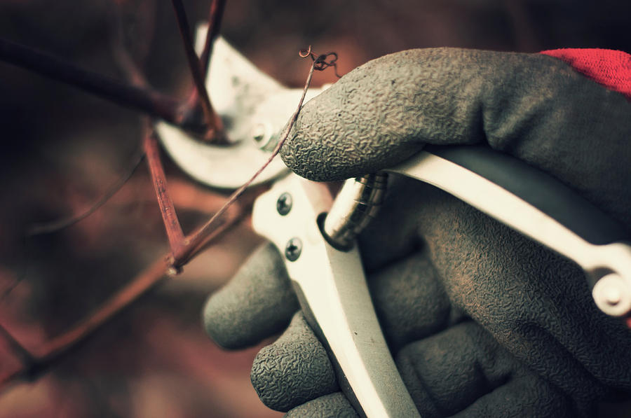 Pruning A Grapevine Photograph by Jill Ferry Photography
