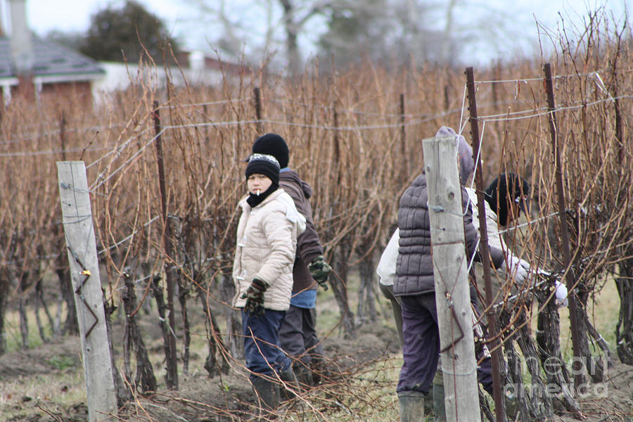 Pruning the vines Photograph by Steve Knapp Fine Art America