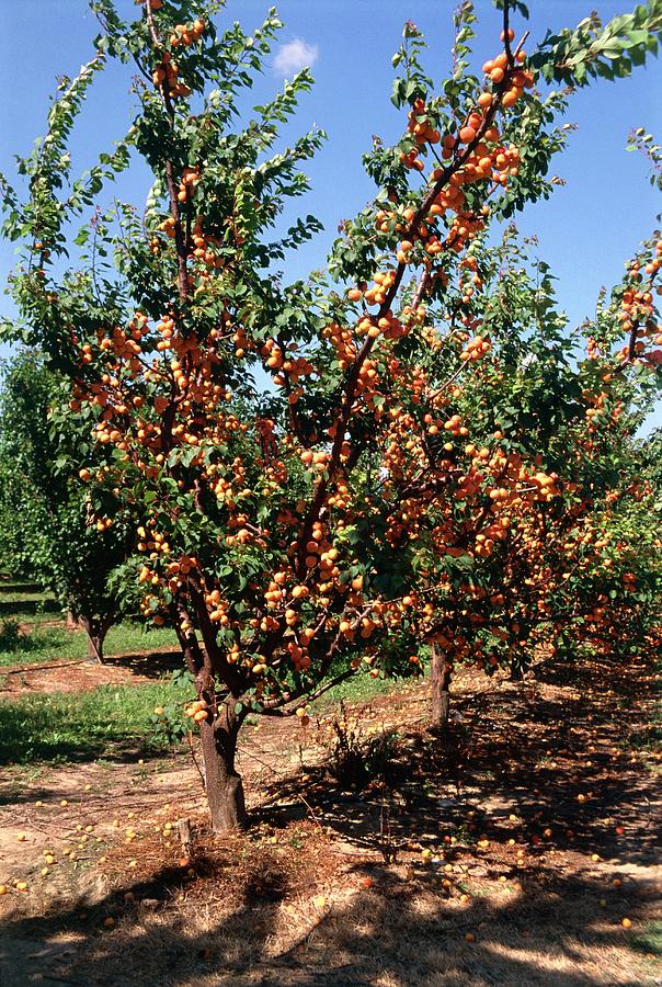 Prunus Armeniaca Photograph by Brian Gadsby/science Photo Library - Pixels