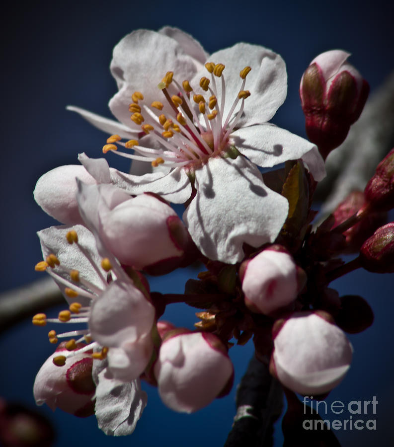 Prunus Armeniaca in Bloom Photograph by Joel Loftus