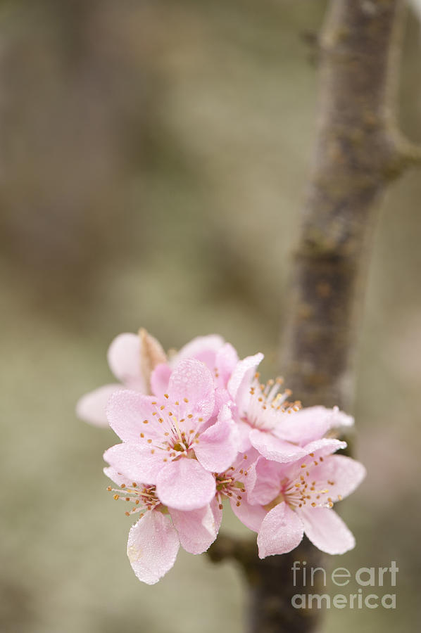 Up Movie Photograph - Prunus cerasifera Lindsayae by Anne Gilbert