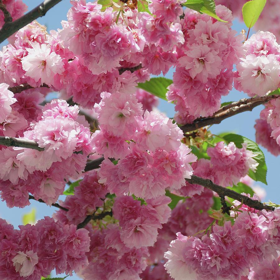 Prunus Serrulata 'pink Perfektion' Photograph by Bildagentur-online ...