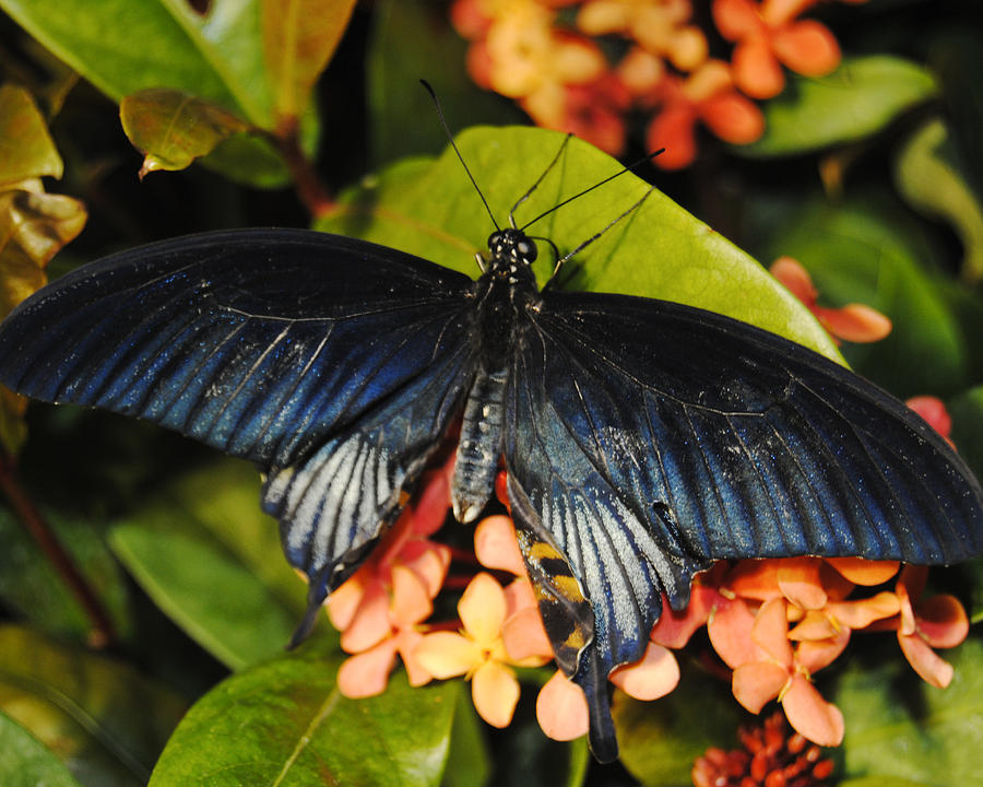 Prussian Blue Beauty Photograph by Leslie Cruz - Fine Art America