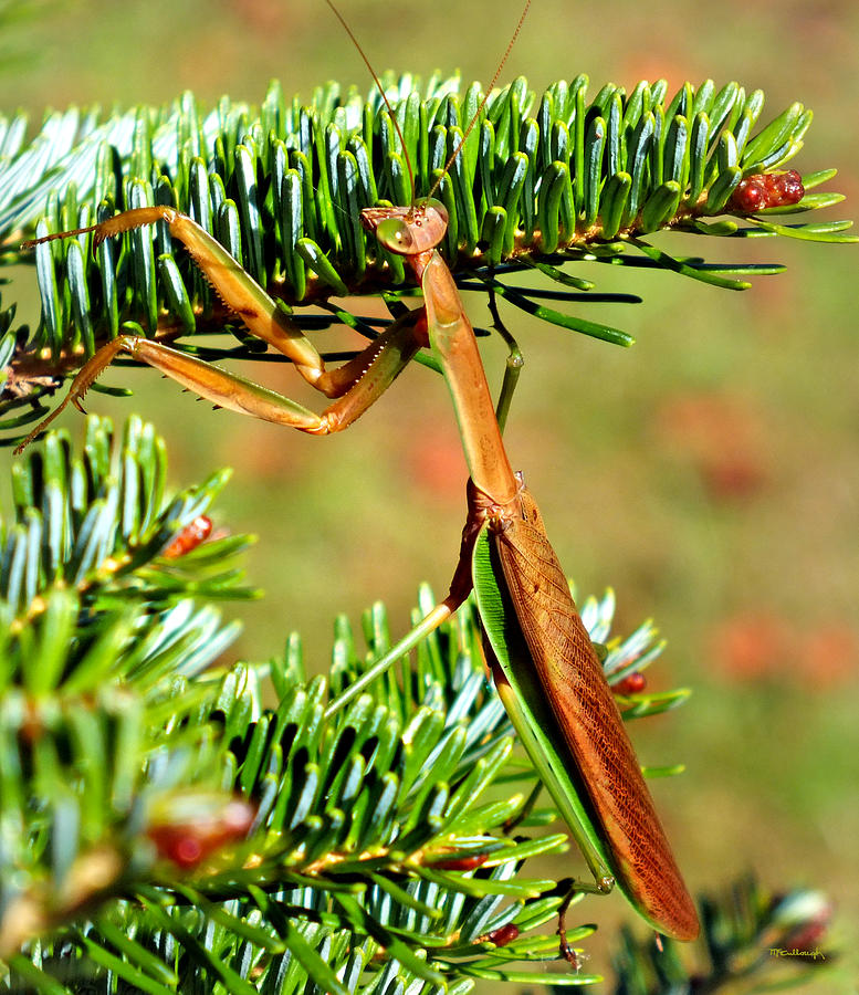 Prying Mantis on the Pine Tree Photograph by Duane McCullough