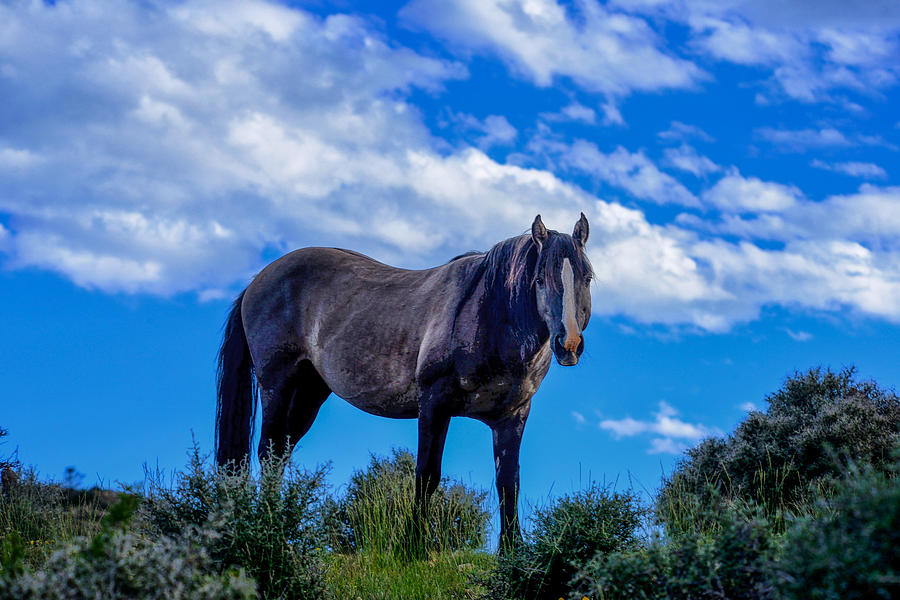 Pryor Mountain Wild Horse Photograph by Greg Norrell