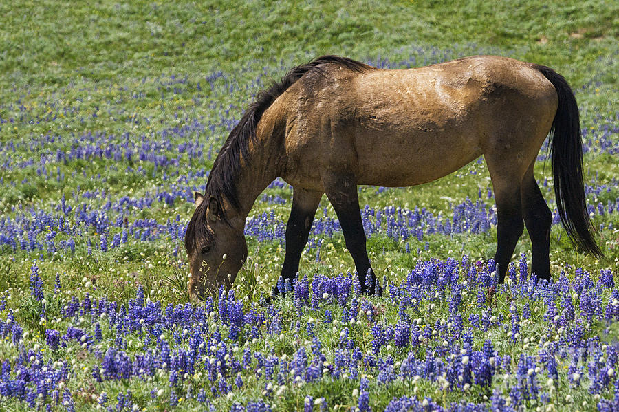 Pryor Mountain Wild Mustang in a Field of Lupine Photograph by Priscilla Burgers