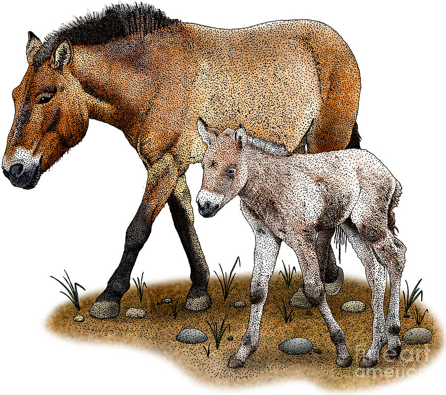 Przewalskis Horse And Foal Photograph by Roger Hall