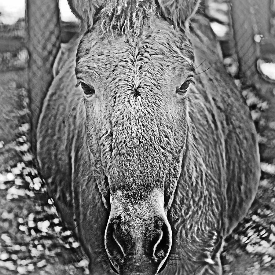 Przewalskis horse Photograph by Miroslava Jurcik