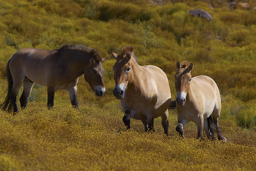 Przewalskis Horse Trio In Grassland Photograph by San Diego Zoo