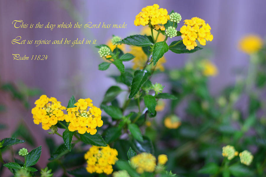 Yellow Lantana Flowers With Psalm 118.24 Photograph by Connie Fox