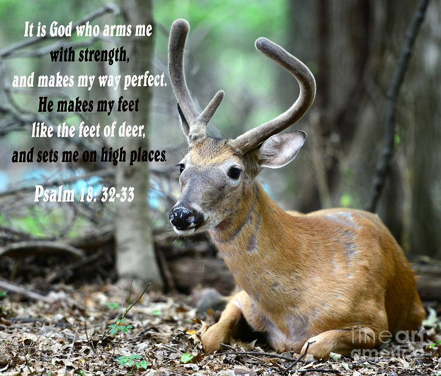 Deer Photograph - Psalm 18 by Paul Ward